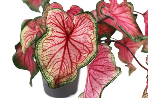 Preview: Close Up Of Exotic 'Caladium Florida Sweetheart' Plant With Beautiful Pink And Green Leaves On