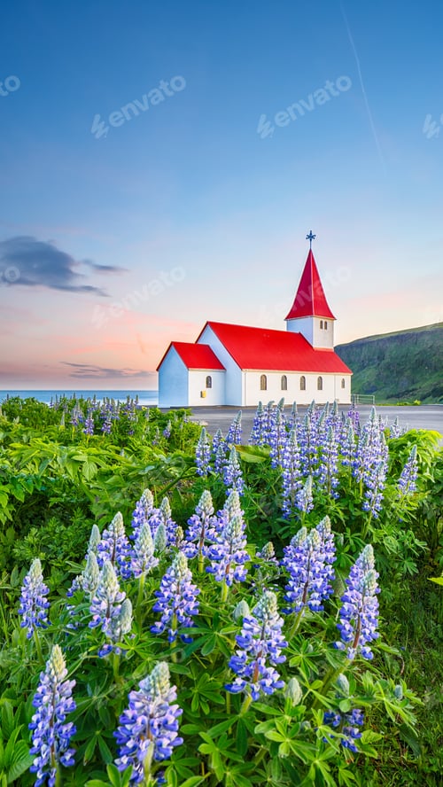 Preview: Impressive view of Vikurkirkja christian church in blooming lupine flowers.