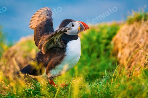 Preview: Atlantic Puffin bird or Common Puffin living on coastline during the breeding season on summer