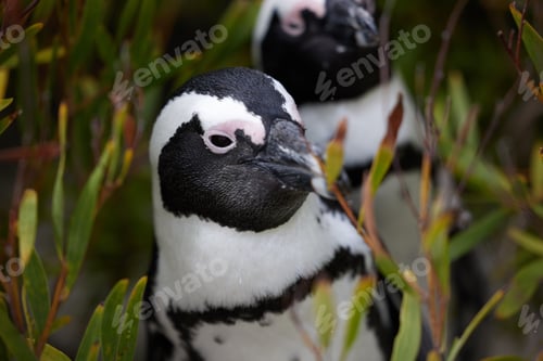Preview: Shot of penguins at Boulders Beach in Cape Town, South Africa