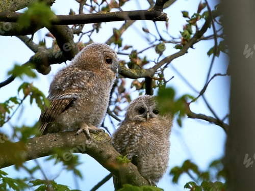 Preview: Tawny owl (Strix aluco)