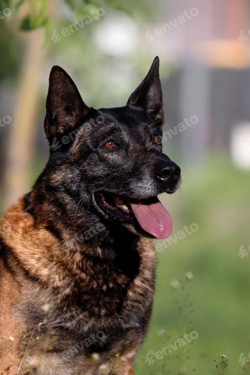 Preview: Close-up Portrait of Belgian Malinois Working Dog