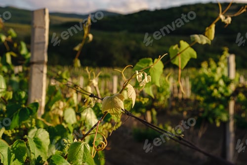 Preview: green spring vine yards landscape in cloudy weather