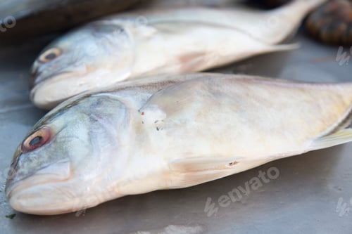 Preview: Fresh seafood