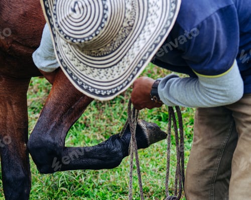 Preview: Horse trainer lifting the front leg of a horse