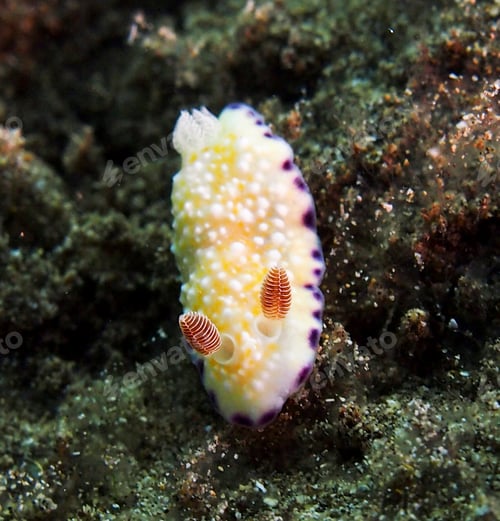 Preview: A Beautiful Colorful sea life underwater