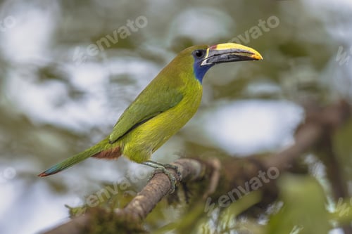 Preview: Emerald toucanet perched on branch