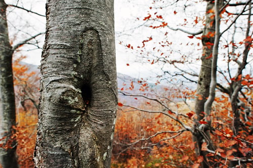 Preview: Small hollow of tree at autumn forest on mountains.