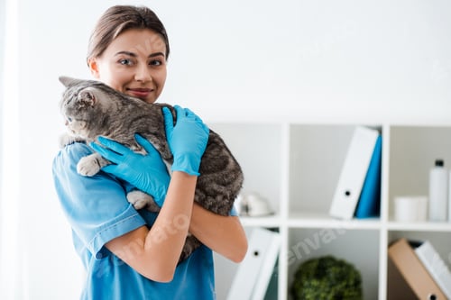 Preview: smiling veterinarian looking at camera while holding grey tabby cat on hands