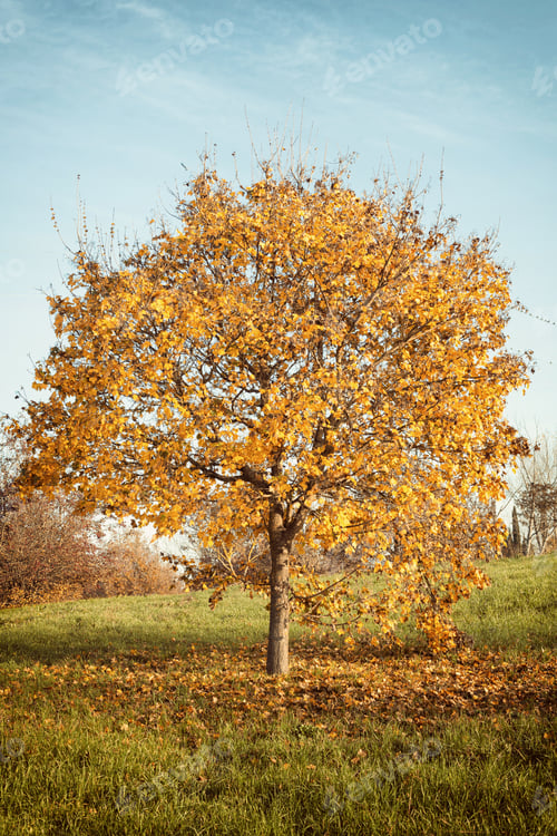 Preview: Autumn landscape with orange autumn oak tree