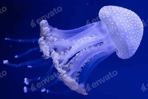 Preview: jellyfish, underwater, undersea