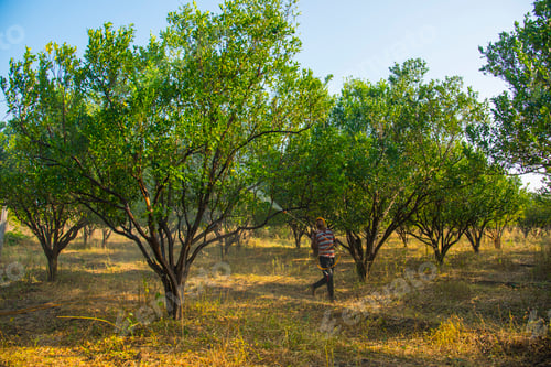 Preview: Farmer spraying fertilizer on orange tree field,