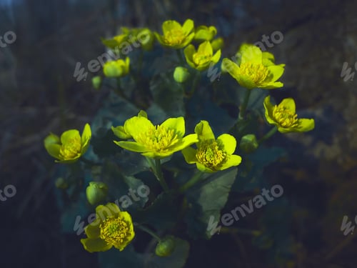 Preview: Yellow flowers on the evening background.