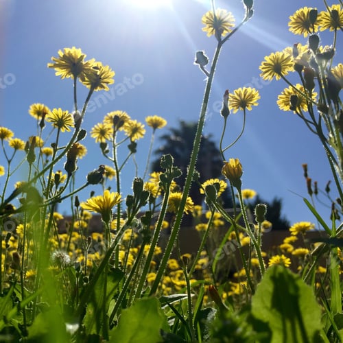 Preview: Flowers