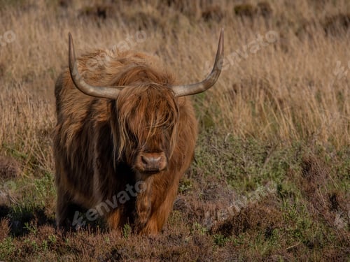 Preview: Scottish highland cattle in the pasture