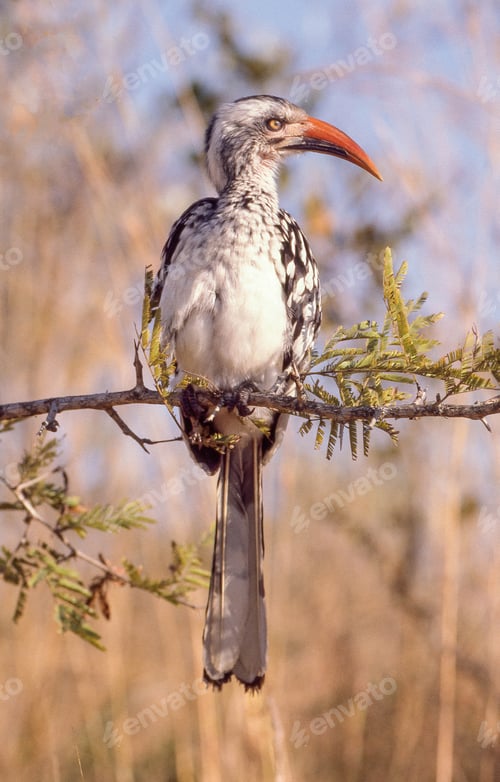 Preview: Red-Billed Hornbill