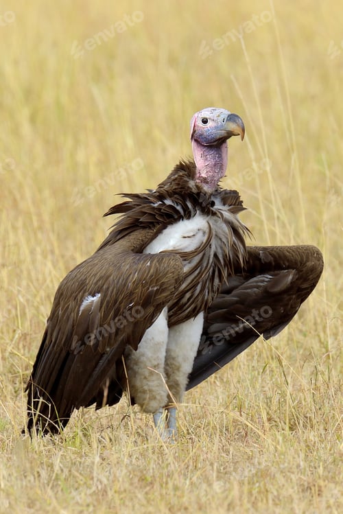 Preview: Vulture in Masai Mara National Park