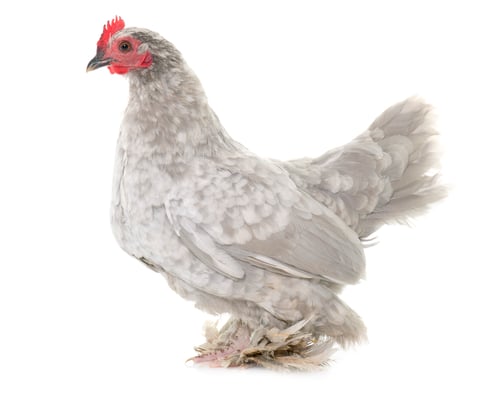 Preview: Booted Bantam in studio