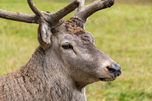Preview: Close-up of a Deer head