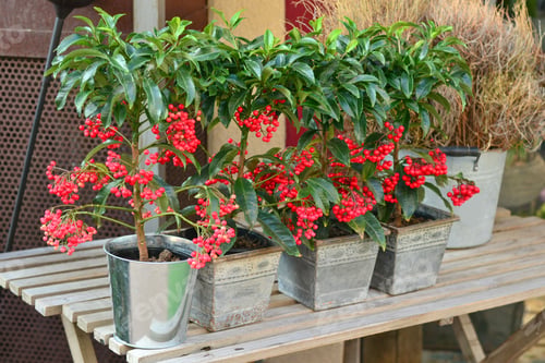 Preview: Red berry tree PYARACANTHA PLANT