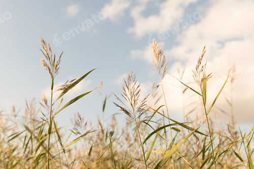 Preview: beach grass, reeds, stalks blowing in the wind
