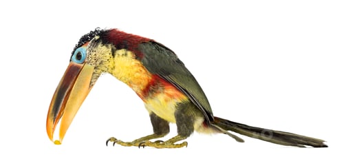 Preview: Curl-crested aracari, isolated on white