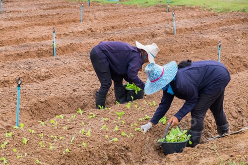 Preview: Women farmers are planting lettuce