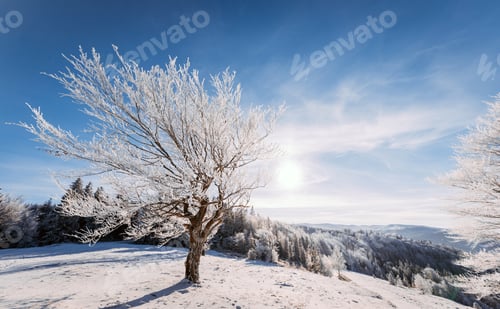 Preview: Frozen tree on winter field with sun rising up horizon