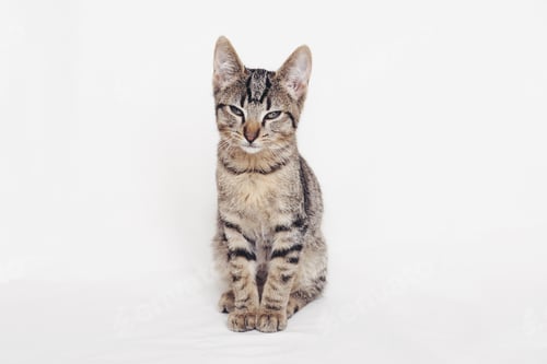 Preview: Young European Shorthair cat sitting on white background.