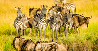 Preview: Zebras and wildebeest standing in grass