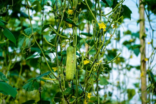 Preview: Closeup view of cucumber on branch in farmland