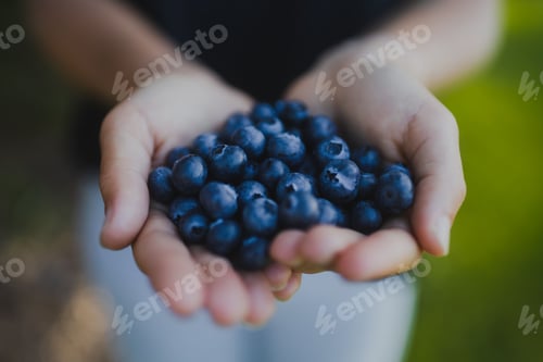 Preview: Close Up Of A Person Holding Fresh Blueberries In Their Hands
