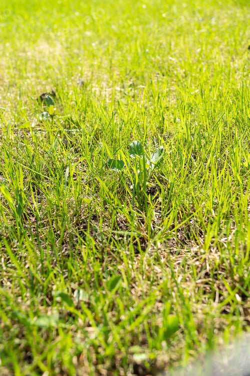 Preview: New young green leaves in spring