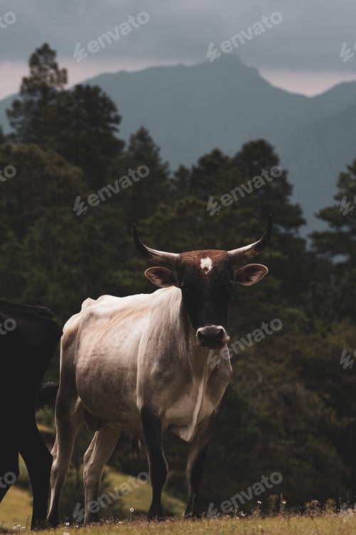 Preview: Vertical shot of a cow in a farmland