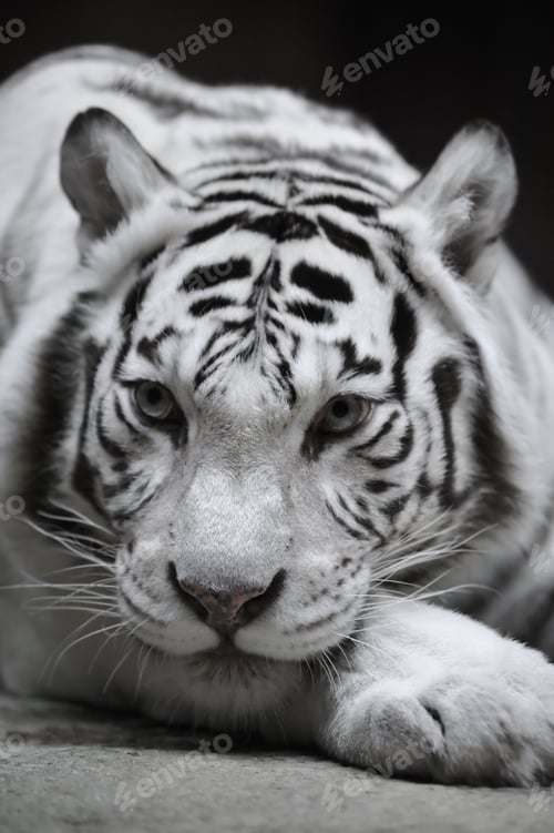 Preview: White tigress