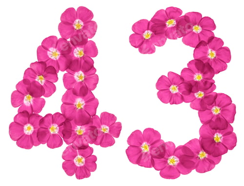 Preview: Arabic numeral 43, forty three, from pink flowers of flax, isolated on white background