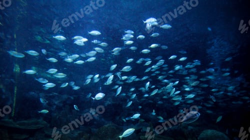 Preview: Stingray, sharks and fishes swimming in big aquarium. Abstract underwater background or backdrop