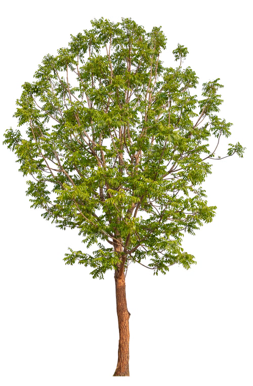 Preview: hight qaulity tree on white background
