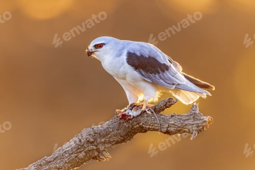 Preview: Black Winged Kite on Bright Background