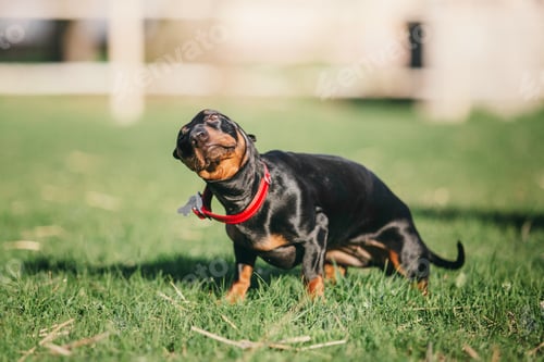 Preview: Dachshund dog in park. Cute pets. Small dog