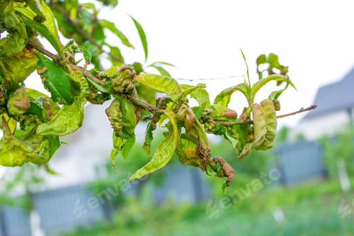 Preview: tree leaf disease, twisted peach tree leaves.