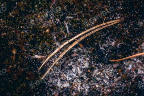 Preview: Plant on the ground in the forest
