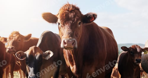Preview: Farming, field and cattle in portrait, countryside and dairy industry for sustainability, agricultu
