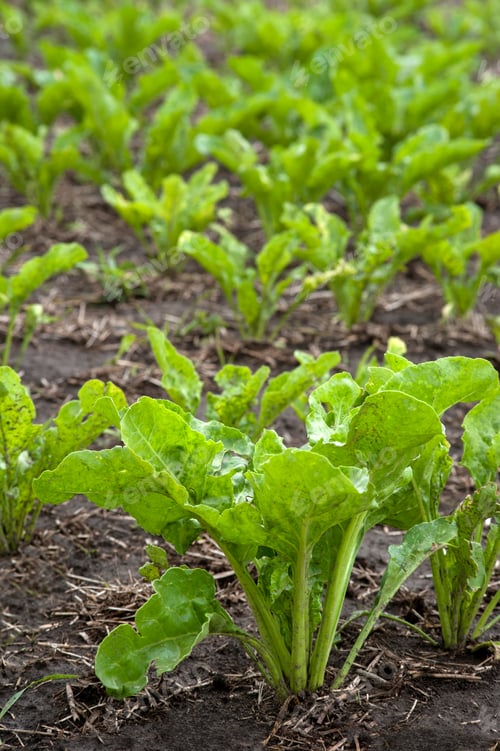 Preview: Field of Green Plants Growing in Brown Soil
