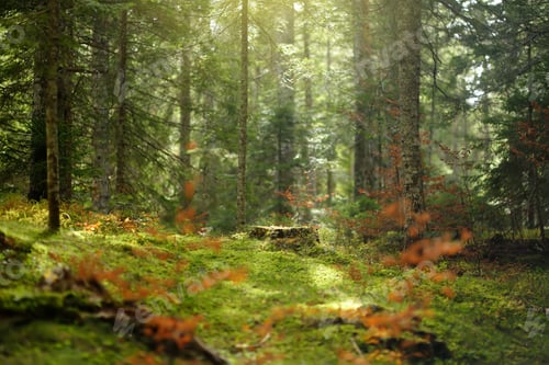 Preview: Scenic view of the forest in National Park Durmitor on autumn day. Hiking and travel.