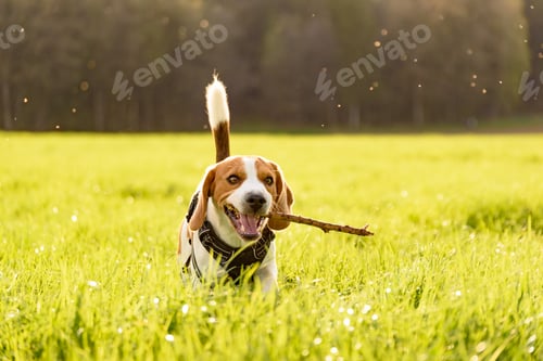 Preview: Dog Beagle outdoor