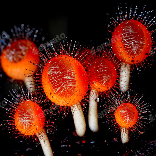 Preview: fungi cup
