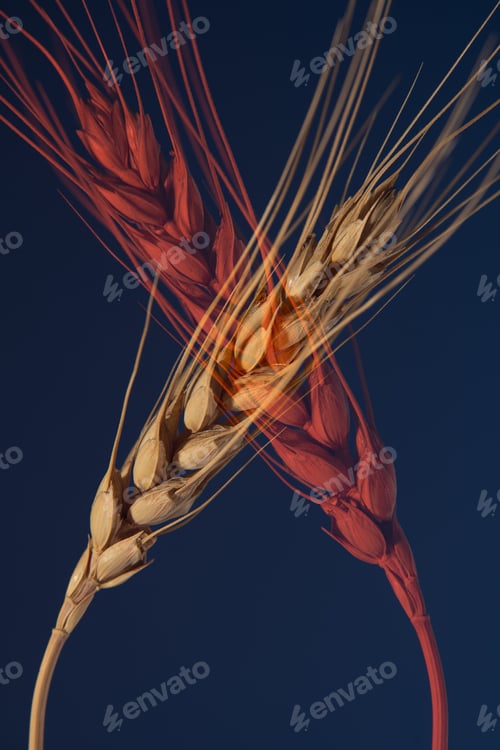 Preview: Wheat on a dark blue red background, doubling effect.