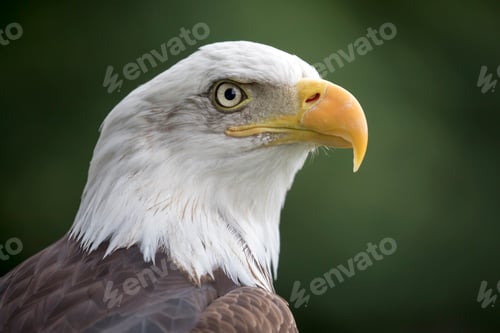 Preview: Bald Eagle