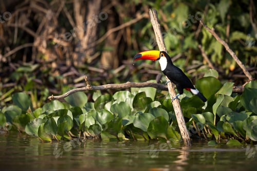 Preview: Selective focus shot of a toucan perched on wood in Pantanal, Brasil